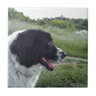 Bulgaarse Sheepdog Tegeltje