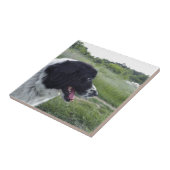 Bulgaarse Sheepdog Tegeltje (Zijkant)