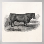  Bull 1800s de Bull de Bull van de Illustrator van Poster (Voorkant)