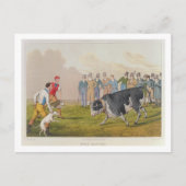 'Bull Baiting', gepromoveerd door Thomas McLean, 1 Briefkaart (Voorkant)