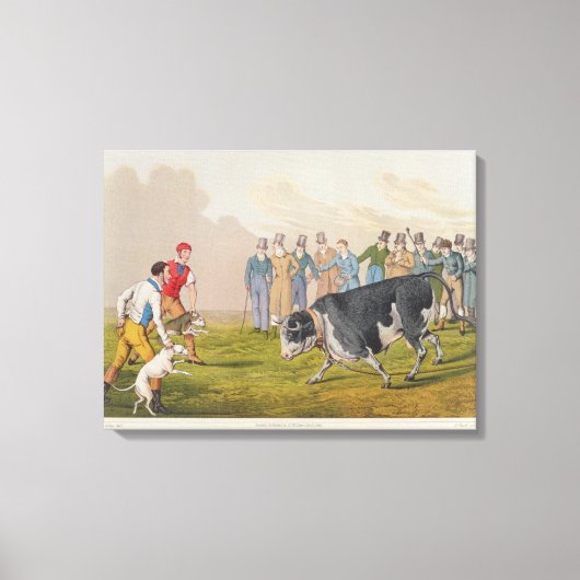 'Bull Baiting', gepromoveerd door Thomas McLean, 1 Canvas Afdruk (Voorkant)