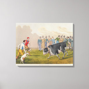 'Bull Baiting', gepromoveerd door Thomas McLean, 1 Canvas Afdruk