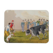 'Bull Baiting', gepromoveerd door Thomas McLean, 1 Magneet (Horizontaal)