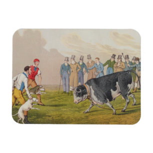 'Bull Baiting', gepromoveerd door Thomas McLean, 1 Magneet