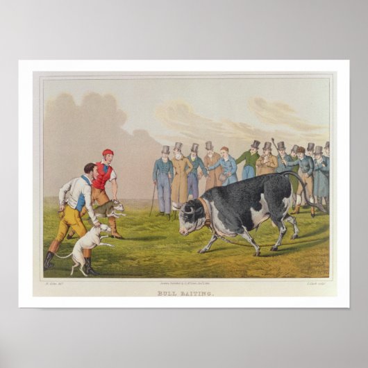 'Bull Baiting', gepromoveerd door Thomas McLean, 1 Poster (Voorkant)