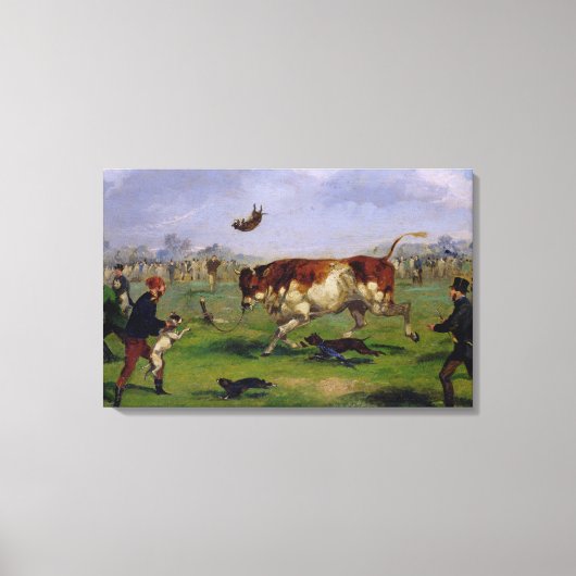 Bull Baiting (olie op papier op het paneel) Canvas Afdruk (Voorkant)