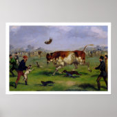 Bull Baiting (olie op papier op het paneel) Poster (Voorkant)