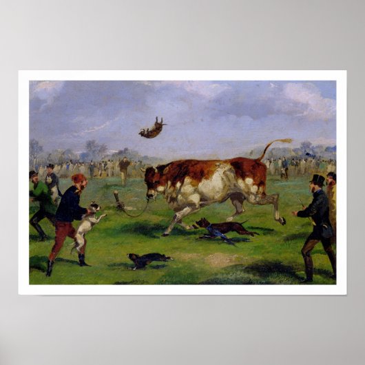 Bull Baiting (olie op papier op het paneel) Poster (Voorkant)