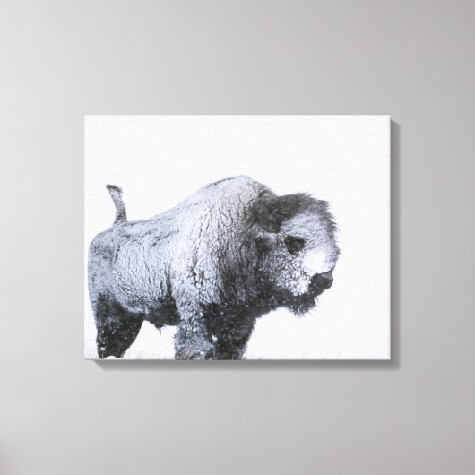 Bull Bison (Bison bison) gebakken met sneeuw in ee Canvas Afdruk (Voorkant)