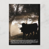 Bull Briefkaart (Voorkant)