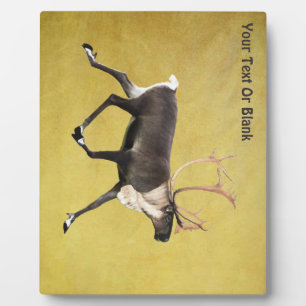 Bull Cariou Fotoplaat