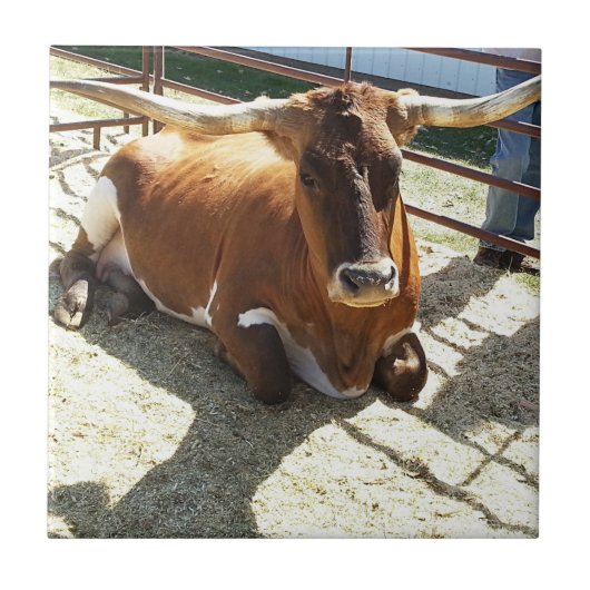 Bull Cow Long Horns Ranch rodeo Animal Photography Tegeltje (Voorkant)