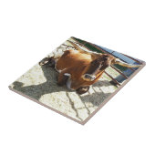 Bull Cow Long Horns Ranch rodeo Animal Photography Tegeltje (Zijkant)