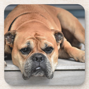 Bull Dog Bier Onderzetter