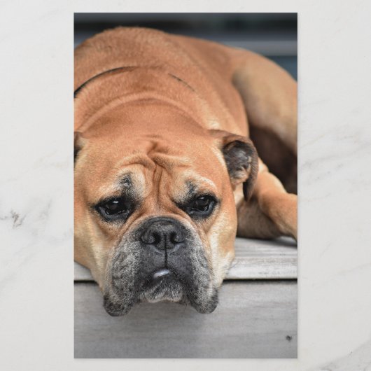 Bull Dog Briefpapier (Voorkant)