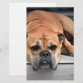 Bull Dog Briefpapier (Voorkant / Achterkant)