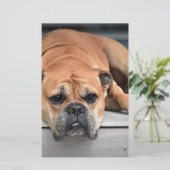Bull Dog Briefpapier (Staand voorkant)