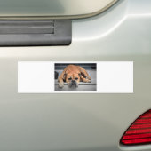 Bull Dog Bumpersticker (Op auto)