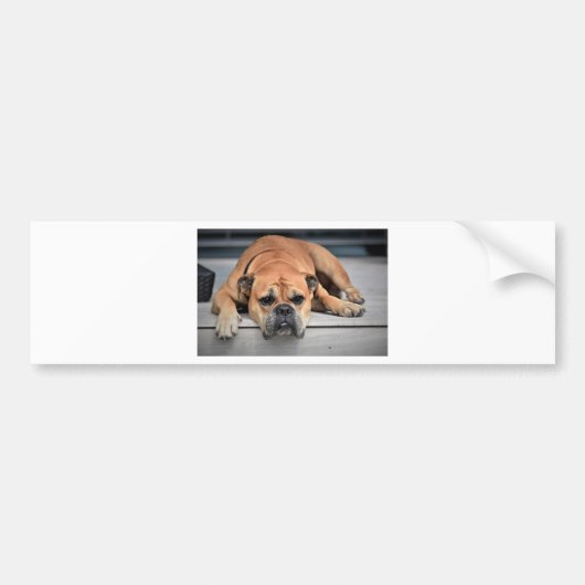 Bull Dog Bumpersticker (Voorkant)