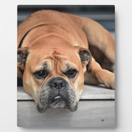 Bull Dog Fotoplaat (Voorkant)