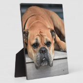 Bull Dog Fotoplaat (Zijkant)