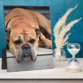 Bull Dog Fotoplaat (Zijkant)