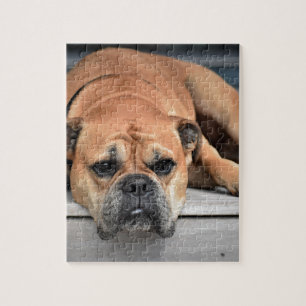 Bull Dog Legpuzzel