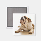 Bull Dog Magnet (Voorkant / Achterkant)