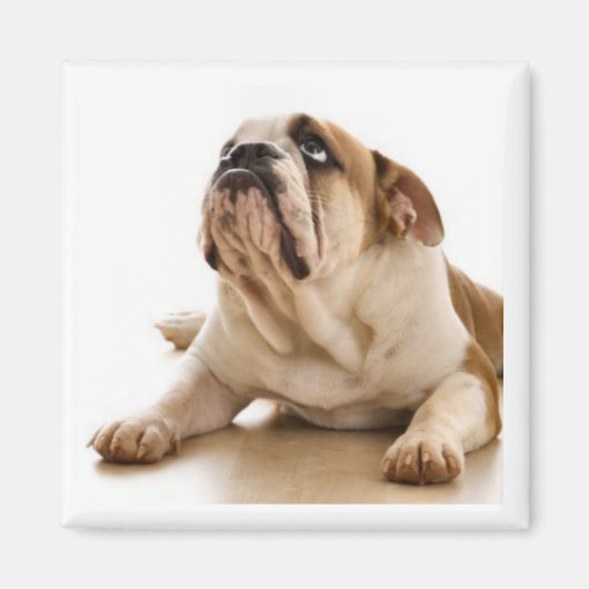 Bull Dog Magnet (Voorkant)