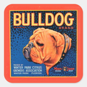 Bull Dog op een blauwe achtergrond Vierkante Sticker