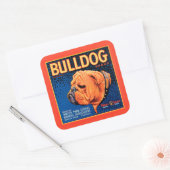 Bull Dog op een blauwe achtergrond Vierkante Sticker (Envelop)