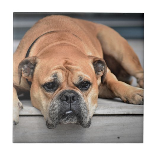 Bull Dog Tegeltje (Voorkant)