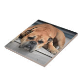 Bull Dog Tegeltje (Zijkant)