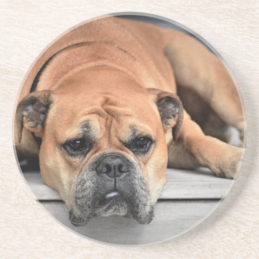 Bull Dog Zandsteen Onderzetter (Voorkant)