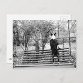 Bull doodsbang briefkaart (Voorkant / Achterkant)