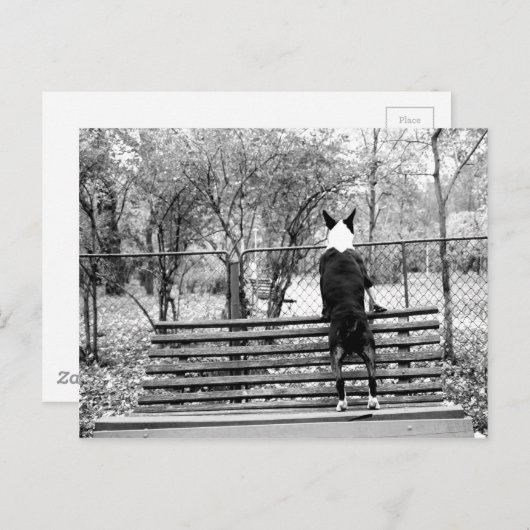 Bull doodsbang briefkaart (Voorkant / Achterkant)