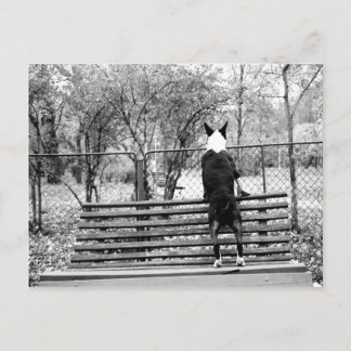 Bull doodsbang briefkaart