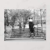 Bull doodsbang briefkaart (Voorkant)