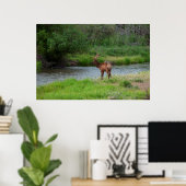 Bull-eland in het National Bison Range, Montana 1 Poster (Thuiskantoor)