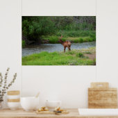 Bull-eland in het National Bison Range, Montana 1 Poster (Keuken)