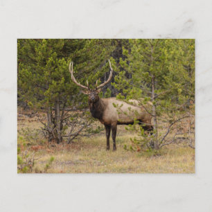 Bull eland   In Yellowstone National Park Briefkaart