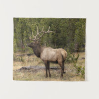 Bull eland Yellowstone National Park, Wyoming