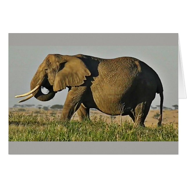 Bull Elephant (Voorkant Horizontaal)