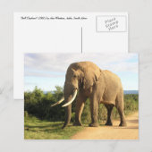 Bull Elephant Briefkaart (Voorkant / Achterkant)