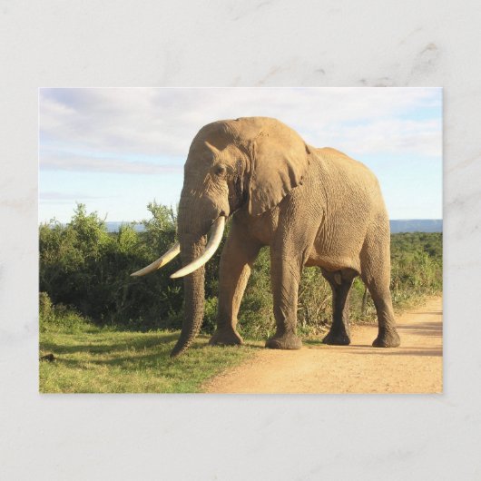 Bull Elephant Briefkaart (Voorkant)