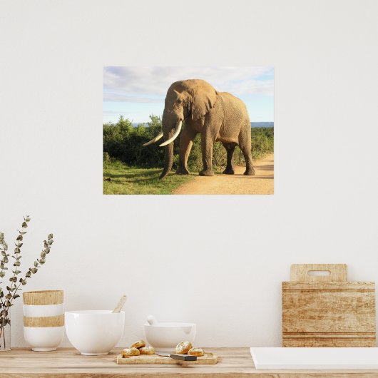 Bull Elephant Poster (Keuken)