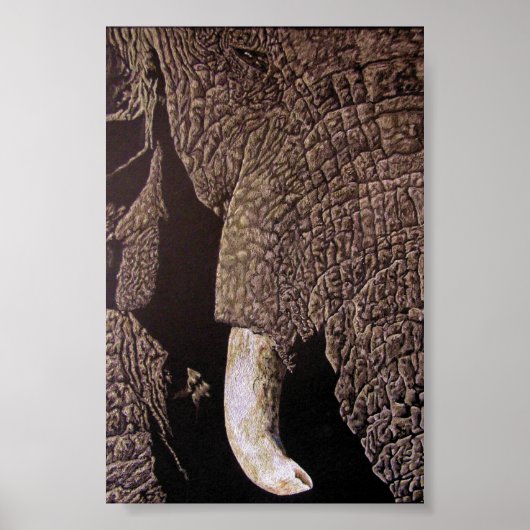 Bull Elephant Poster (Voorkant)