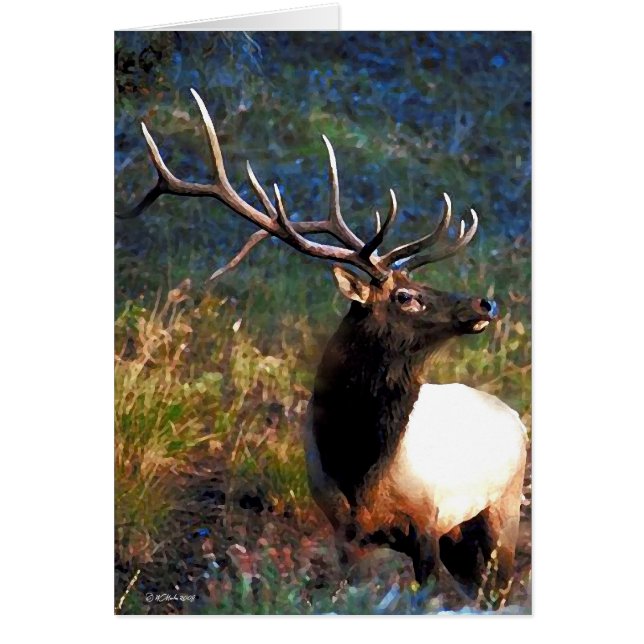 Bull Elk (Voorkant)