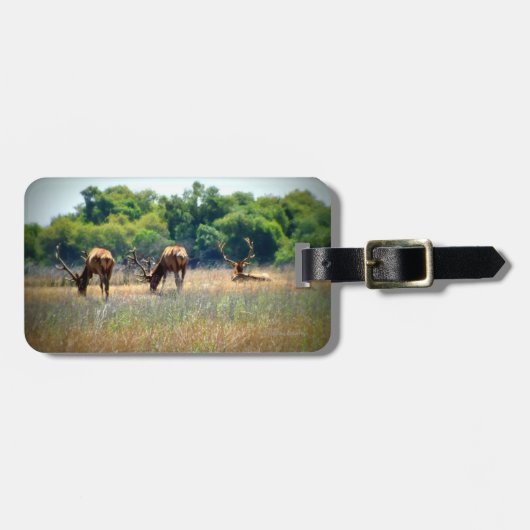 Bull Elk Bagagelabel (Voorkant horizontaal)