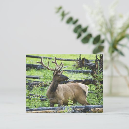 Bull Elk Briefkaart (Staand voorkant)